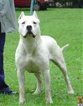 Dogo Argentino puppy for sale: White Dogo Argentino standing on grass with a leash attached