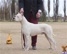 dogo argentino puppy posted by quebracho