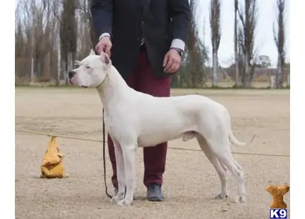 Dogo Argentino