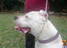 Dogo Argentino