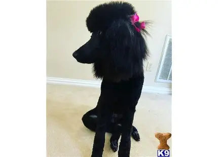 Poodle