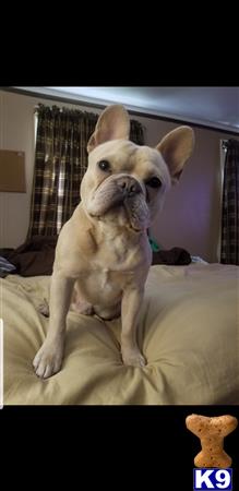 a french bulldog dog sitting on a bed