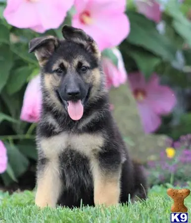 German Shepherd puppy for sale