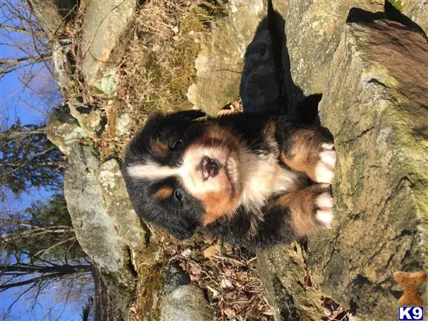 Bernese Mountain Dog puppy for sale: a group of animals in a tree