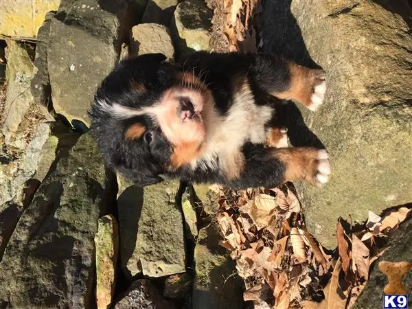 Bernese Mountain Dog puppy for sale: two animals lying on rocks