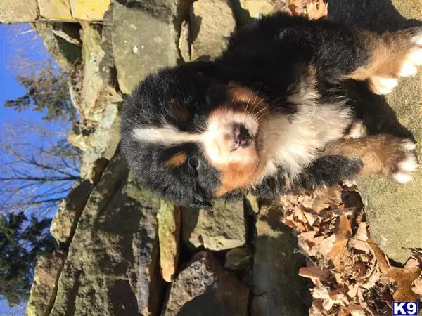 Bernese Mountain Dog puppy for sale: a small animal on a rock
