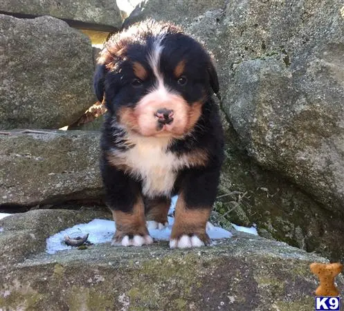 Bernese Mountain Dog puppy for sale: a bernese mountain dog dog standing on a rock