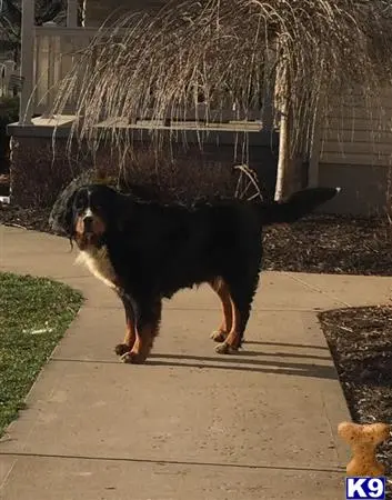 Bernese Mountain Dog puppy for sale: a bernese mountain dog dog standing on a sidewalk