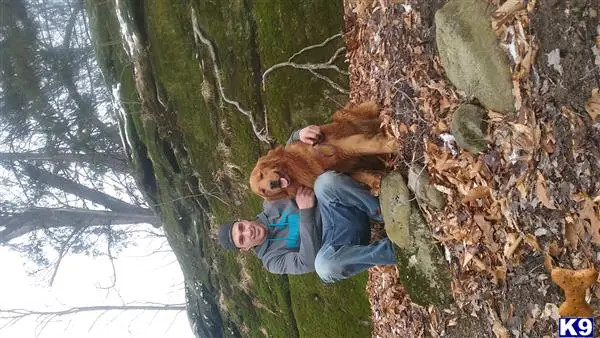 Golden Retriever stud dog: a person and a child in a tree