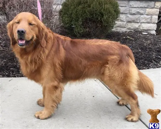 Golden Retriever stud dog: a golden retriever dog standing on pavement