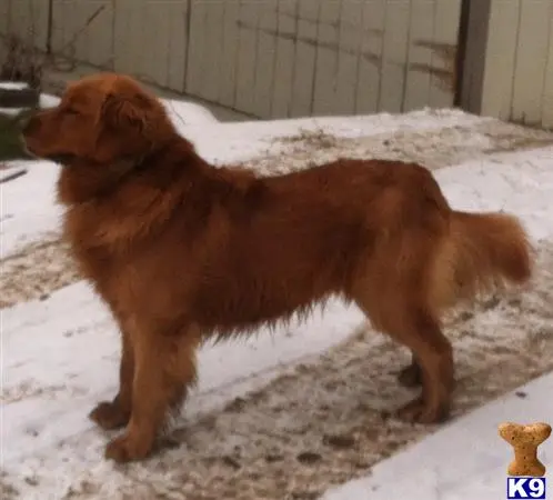 Golden Retriever stud dog: a golden retriever dog standing in the snow