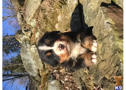 Bernese Mountain Dog puppy for sale: a group of animals in a tree