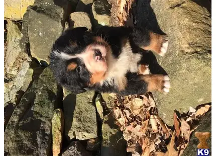 Bernese Mountain Dog puppy for sale: two animals lying on rocks