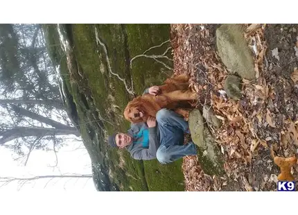 Golden Retriever stud dog: a person and a child in a tree
