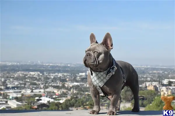 French Bulldog stud dog