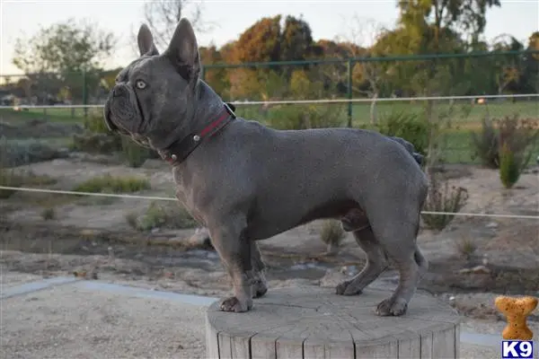 French Bulldog stud dog