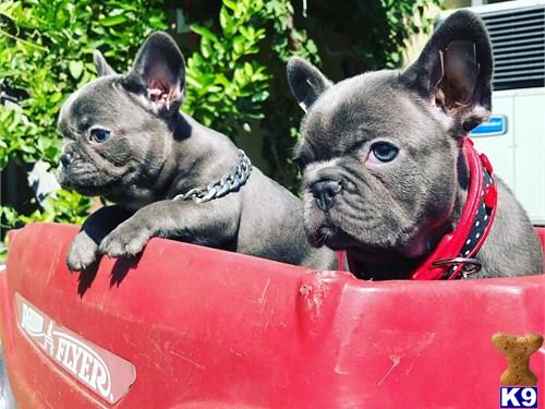 French Bulldog puppy for sale