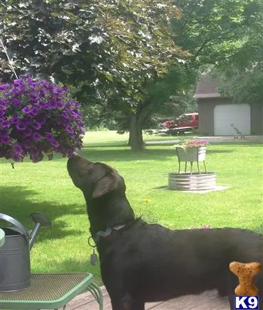Labrador Retriever stud dog: a labrador retriever dog standing on its hind legs