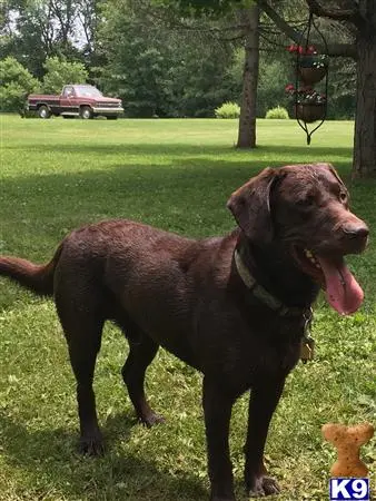 Labrador Retriever stud dog: a labrador retriever dog standing in a grassy area