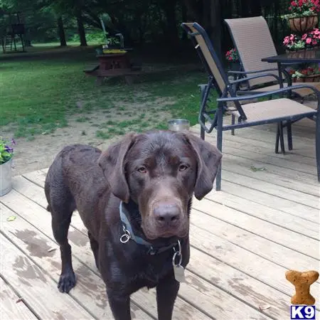 Labrador Retriever stud dog: a labrador retriever dog standing on a deck