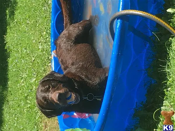 Labrador Retriever stud dog: a brown animal in a blue plastic container