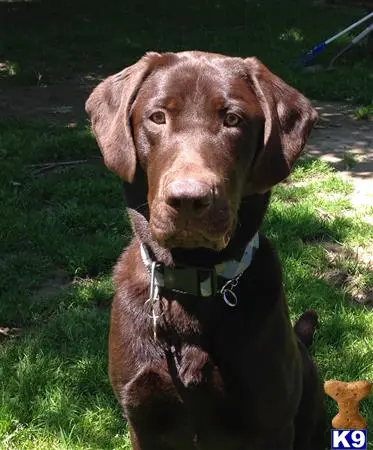 Labrador Retriever stud dog: a labrador retriever dog standing on grass