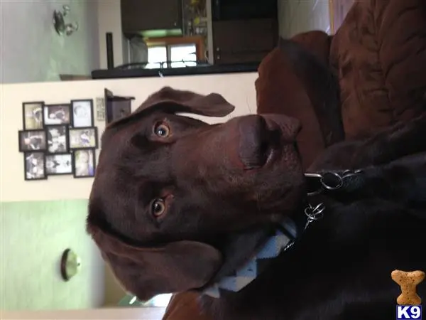 Labrador Retriever stud dog: a labrador retriever dog lying on a couch