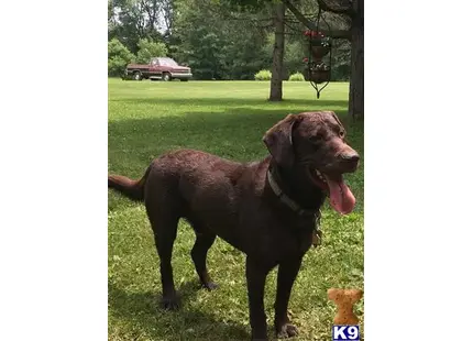 Labrador Retriever stud dog: a labrador retriever dog standing in a grassy area