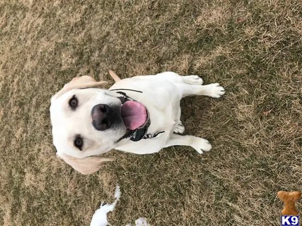 Labrador Retriever stud dog