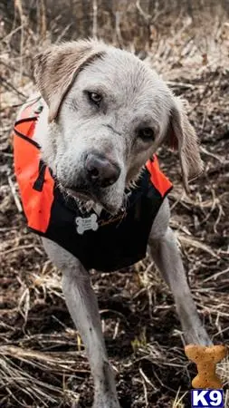 Labrador Retriever stud dog