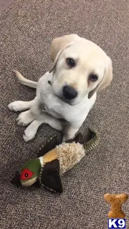 Labrador Retriever stud dog