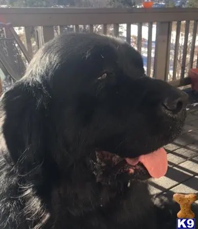 Newfoundland stud dog