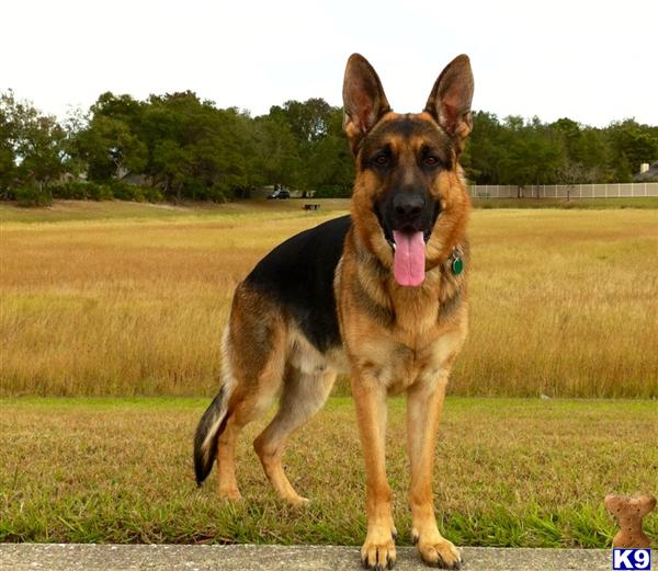 German Shepherd stud dog