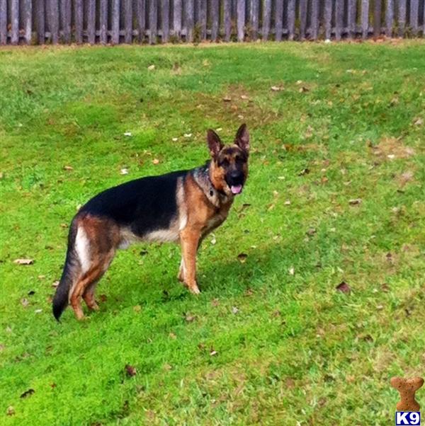 German Shepherd stud dog