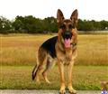 German Shepherd stud dog: Black and tan German Shepherd standing in a grassy field
