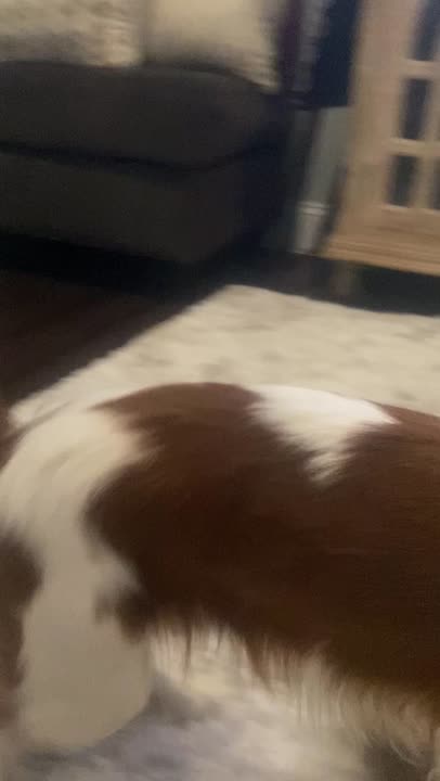 Cavalier King Charles Spaniel stud dog: Error: Operation returned an invalid status code BadRequest<br/>Stack Trace:    at Microsoft.Azure.CognitiveServices.Vision.ComputerVision.ComputerVisionClient.<DescribeImageInStreamWithHttpMessagesAsync>d__41.MoveNext()
--- End of stack t