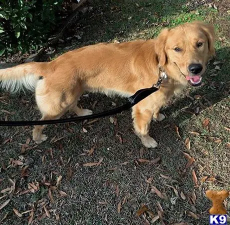 Golden Retriever stud dog