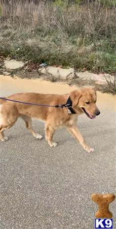 Golden Retriever stud dog