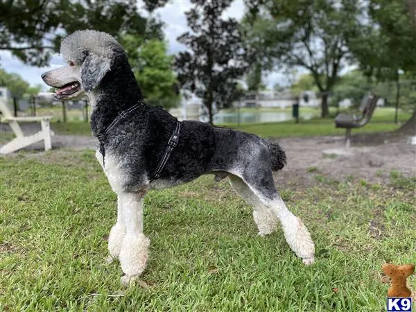 Poodle stud dog