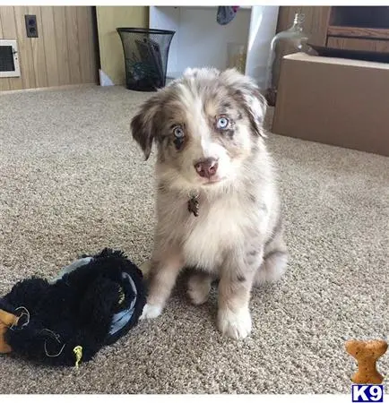 Australian Shepherd female dog