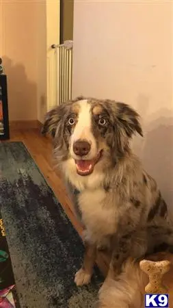 Australian Shepherd female dog