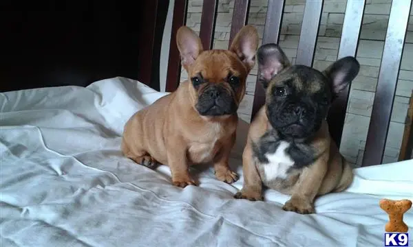 French Bulldog