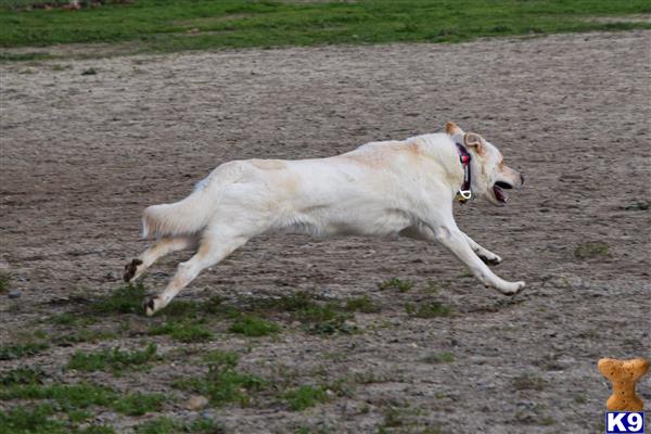 German Shepherd female dog