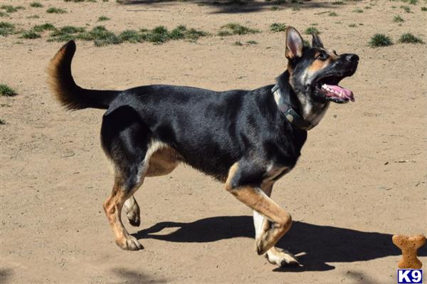 German Shepherd stud dog