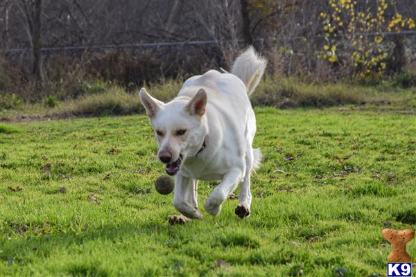 German Shepherd female dog