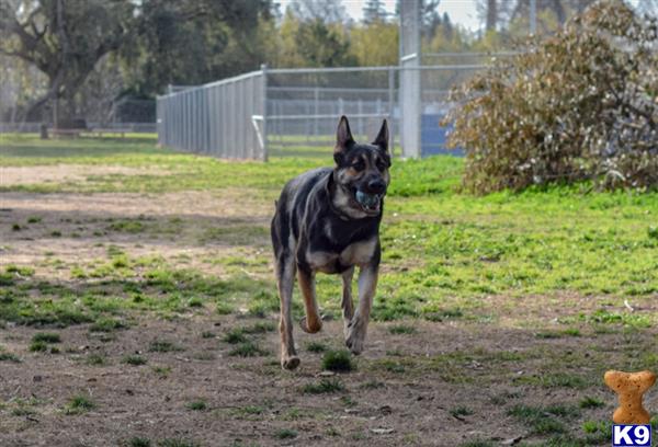 German Shepherd stud dog