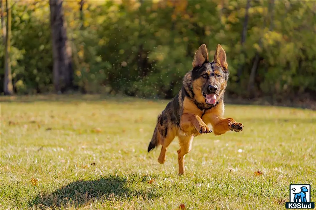 German Shepherd stud dog