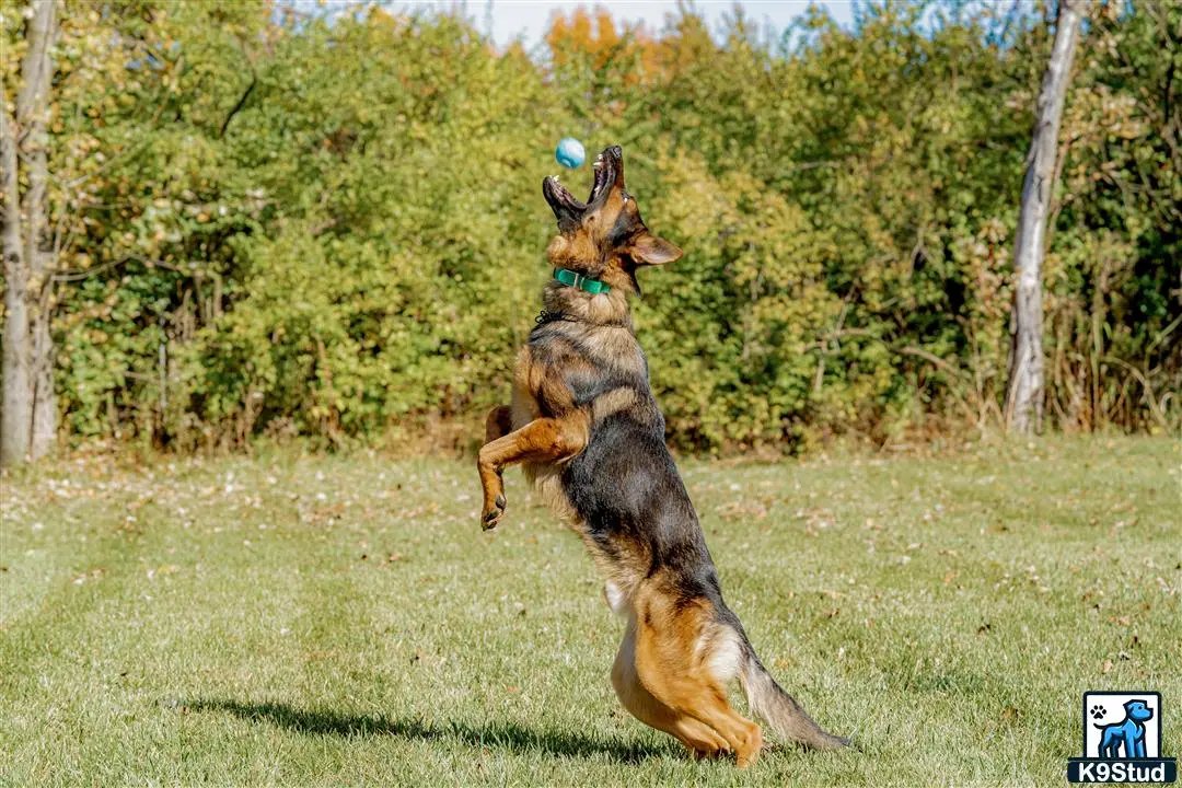 German Shepherd stud dog