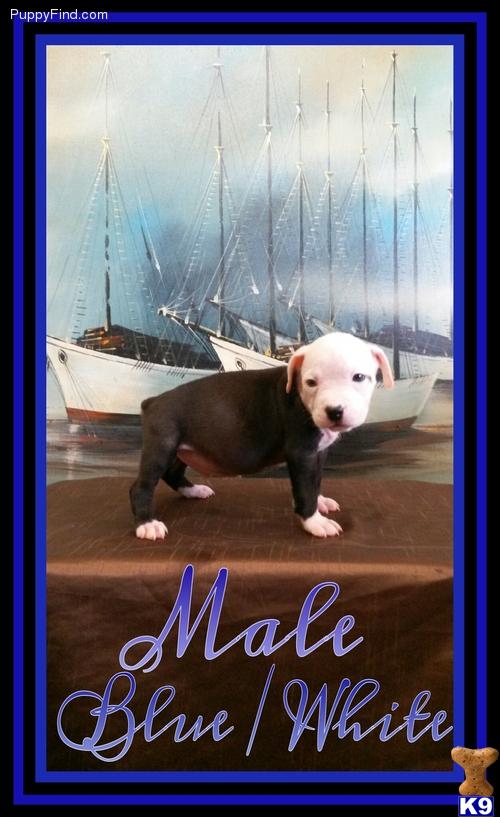 english bulldog puppy posted by raelyeenperez