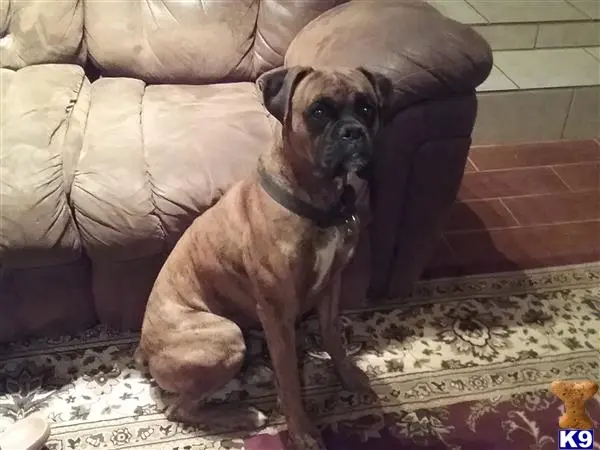 Boxer stud dog